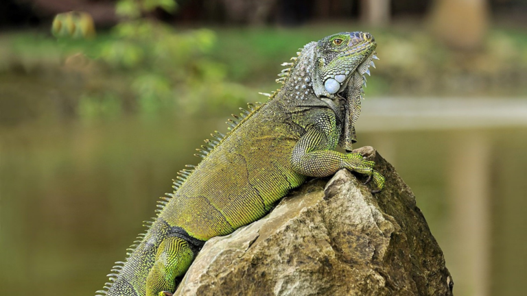 Un iguane posé sur un rocher