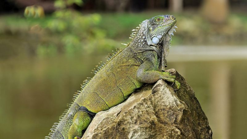 Un iguane posé sur un rocher